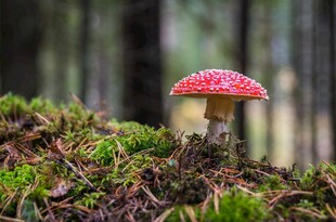 森林中鲜艳的红蘑菇