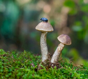 蘑菇