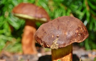野外棕色蘑菇特写