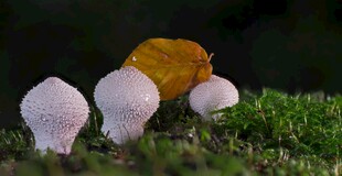 草地上的白色蘑菇