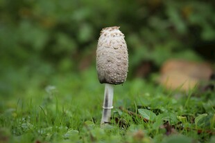 草地上的独特蘑菇