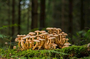 森林中簇拥生长的蘑菇