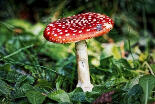 草地上的红白斑点蘑菇