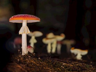森林中的艳丽蘑菇