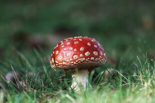草地上的红色斑点蘑菇