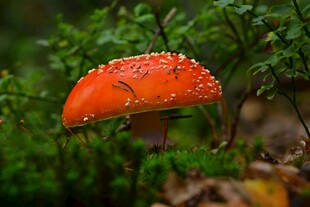 鲜艳橙蘑菇生长于绿植间