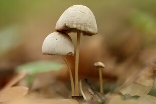 蘑菇