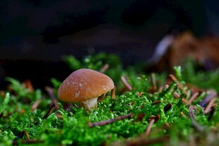 苔藓上的小蘑菇