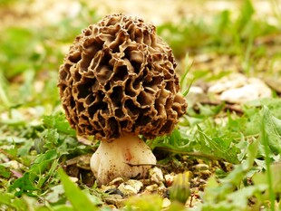 草地上的羊肚菌