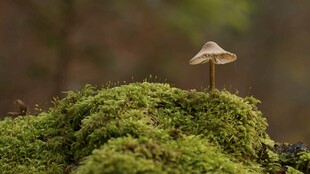 苔藓上的小蘑菇