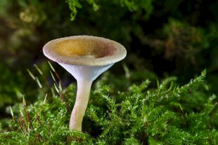 林间独特漏斗状蘑菇