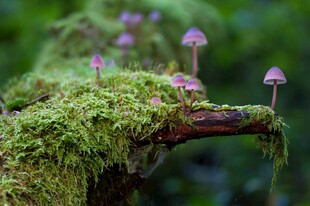 苔藓上的紫色小蘑菇