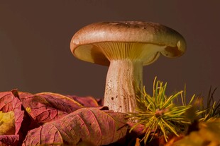 秋季蘑菇与落叶静物图