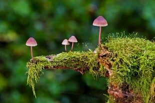 苔藓上的小巧蘑菇
