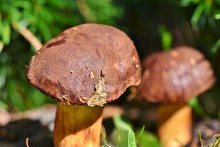 森林中的棕色蘑菇