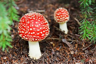 森林中的鲜艳红蘑菇