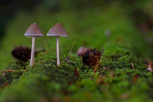 草地上的蘑菇