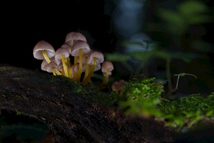 树干上生长的小巧蘑菇