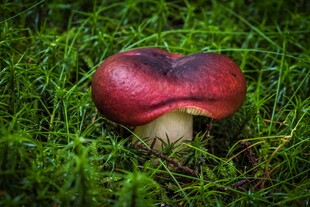 草地上的红心形状蘑菇