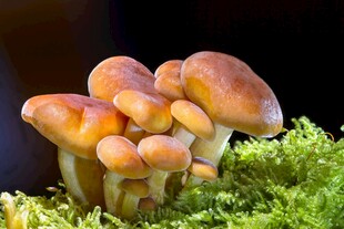 簇生蘑菇生长于翠绿苔藓上