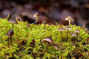 苔藓上的小巧蘑菇