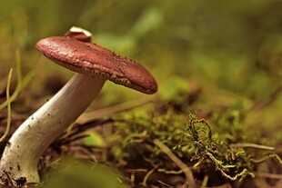 森林中的红色蘑菇