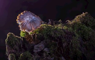 夜幕下的蘑菇与绿植
