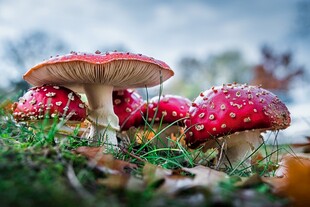 森林中鲜艳的红菇