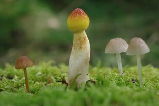 草地上的多彩小蘑菇