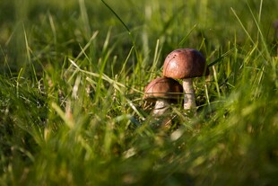 草丛中的可爱蘑菇