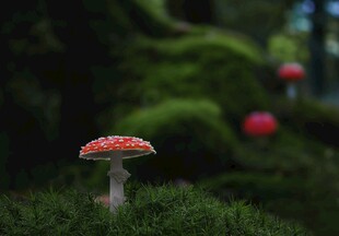 红色小蘑菇