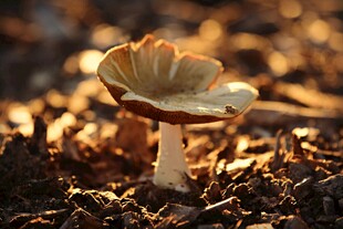 阳光下的蘑菇