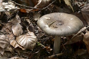 森林中的灰色蘑菇