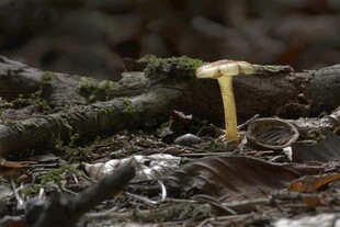 林间黄蘑菇生长于腐木上
