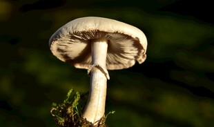 野外生长的白色蘑菇