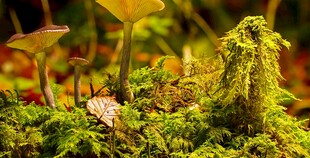 苔藓覆盖的多彩植物景观