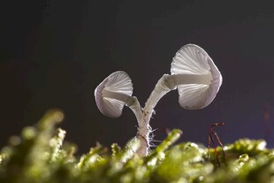 草地上的小蘑菇