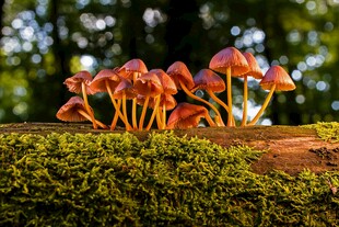 林间橙红蘑菇与翠绿苔藓