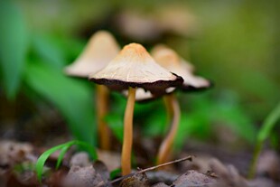 草丛中的小巧蘑菇