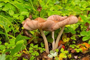 林间蘑菇生长于翠绿草丛