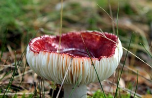 鲜艳红菇生长于草地