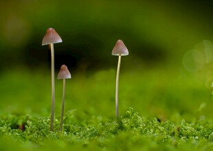 草地上的小巧蘑菇