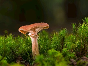 森林中生长的红蘑菇