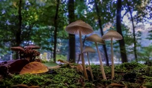 森林中的奇幻蘑菇景观