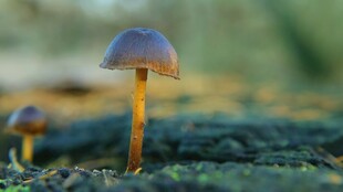 林间小蘑菇