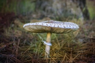 森林中的独特蘑菇