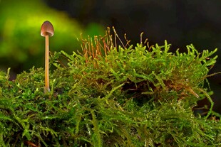 苔藓上的小蘑菇