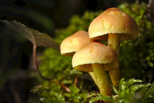 草丛中的黄色小蘑菇