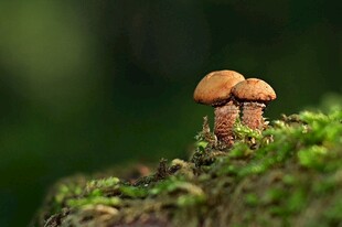 苔藓上的小巧蘑菇