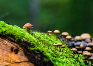 苔藓上的小巧蘑菇